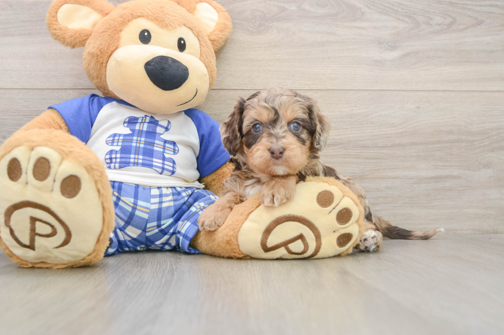 Cavapoo Pup Being Cute