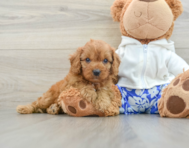 8 week old Cavapoo Puppy For Sale - Seaside Pups