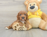 8 week old Cavapoo Puppy For Sale - Seaside Pups