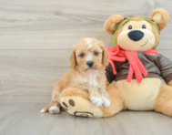 7 week old Cavapoo Puppy For Sale - Seaside Pups