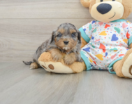 8 week old Cavapoo Puppy For Sale - Seaside Pups
