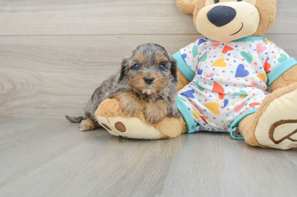 6 week old Cavapoo Puppy For Sale - Seaside Pups