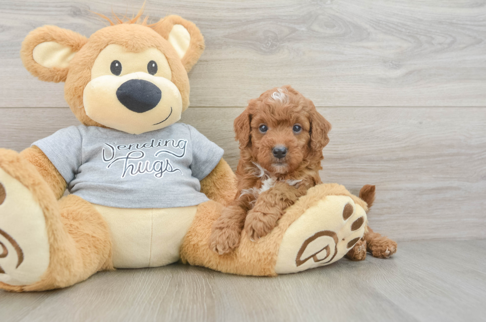 5 week old Cavapoo Puppy For Sale - Seaside Pups