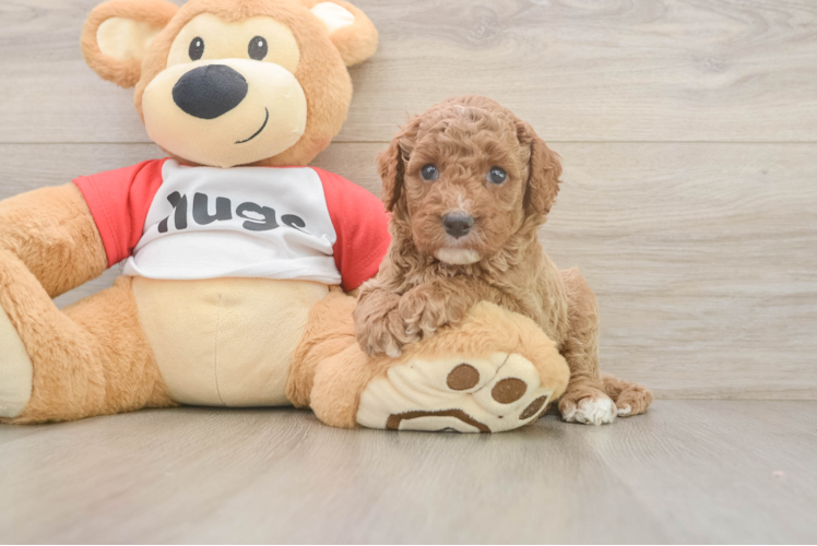 Cavapoo Puppy for Adoption