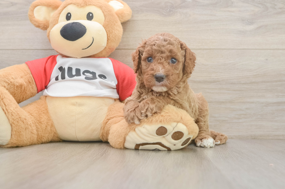 5 week old Cavapoo Puppy For Sale - Seaside Pups