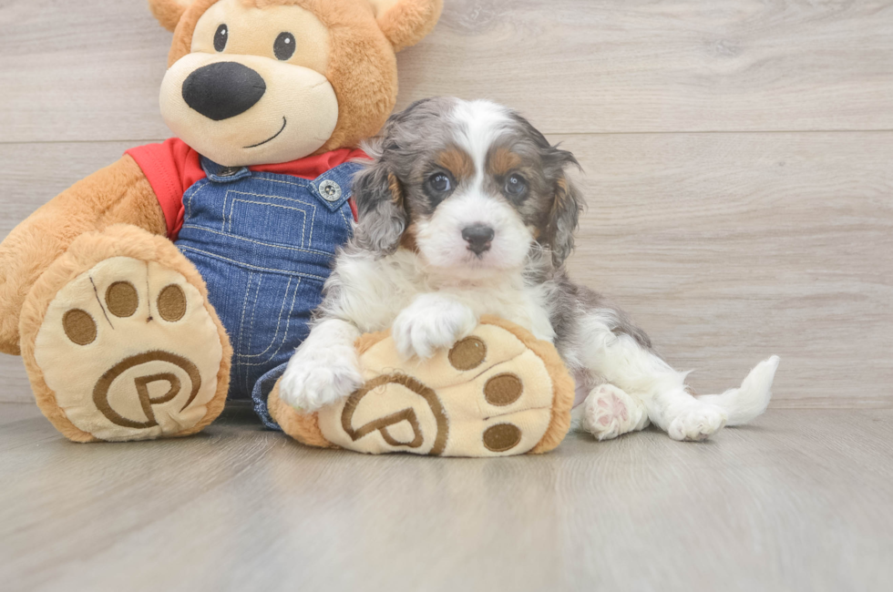 5 week old Cavapoo Puppy For Sale - Seaside Pups