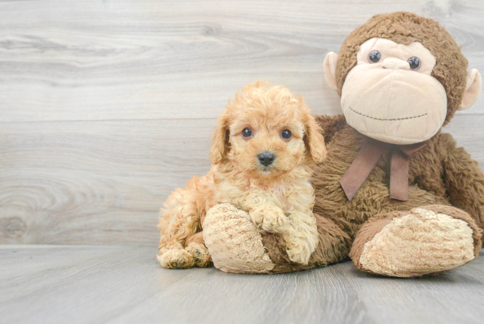Best Cavapoo Baby