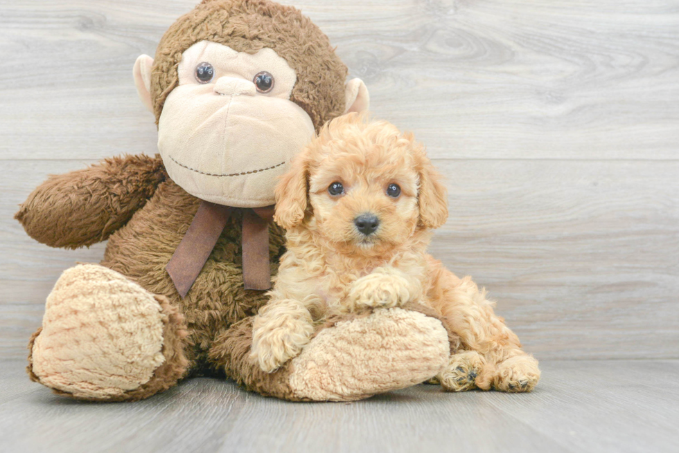 Cavapoo Puppy for Adoption