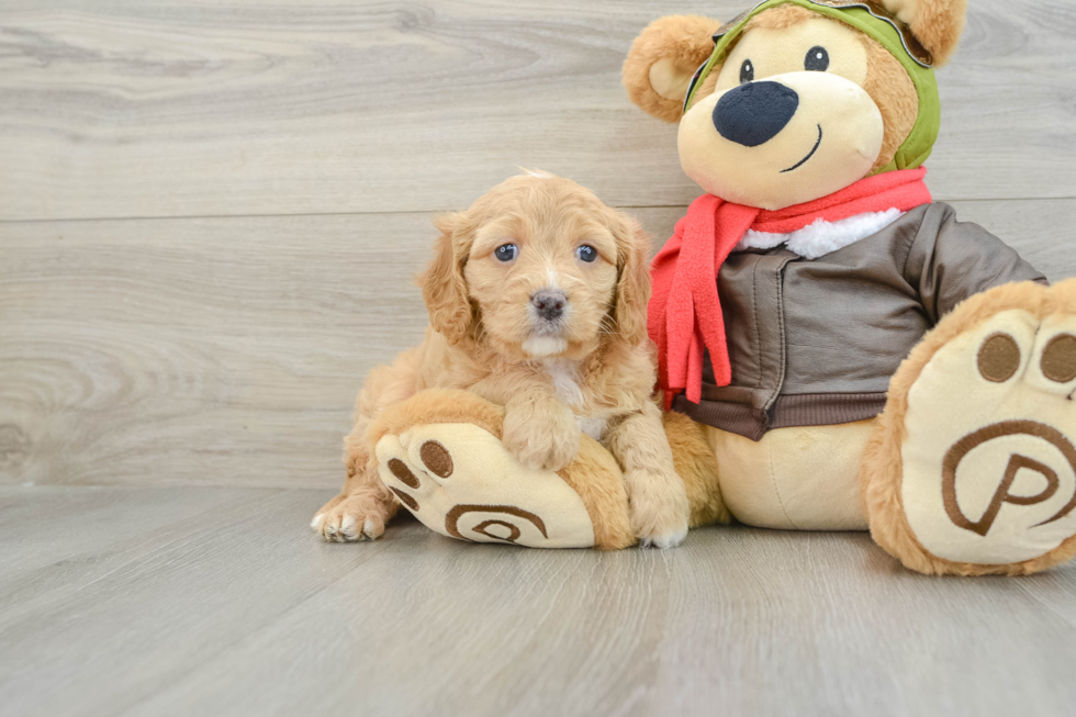 Best Cavapoo Baby