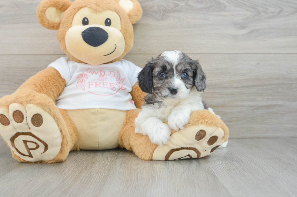 5 week old Cavapoo Puppy For Sale - Seaside Pups