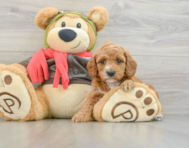 7 week old Cavapoo Puppy For Sale - Seaside Pups