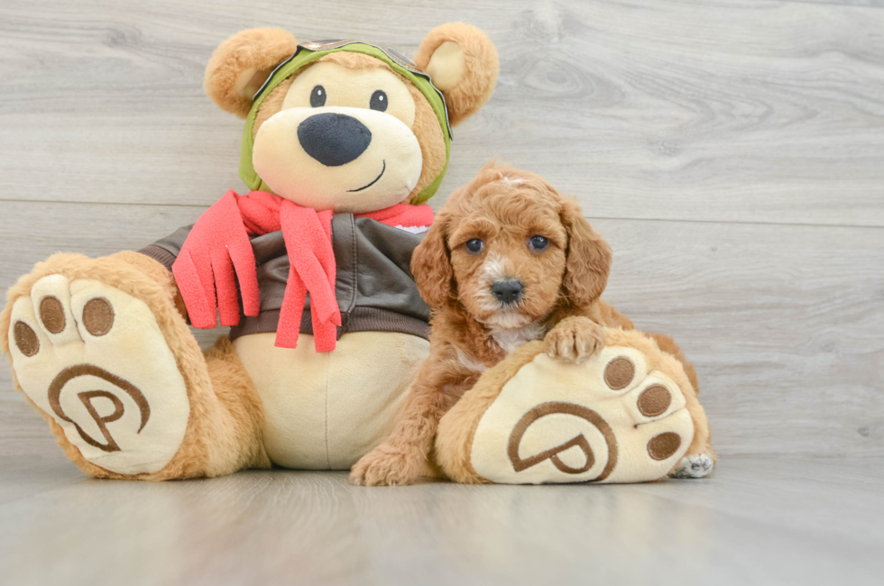 7 week old Cavapoo Puppy For Sale - Seaside Pups