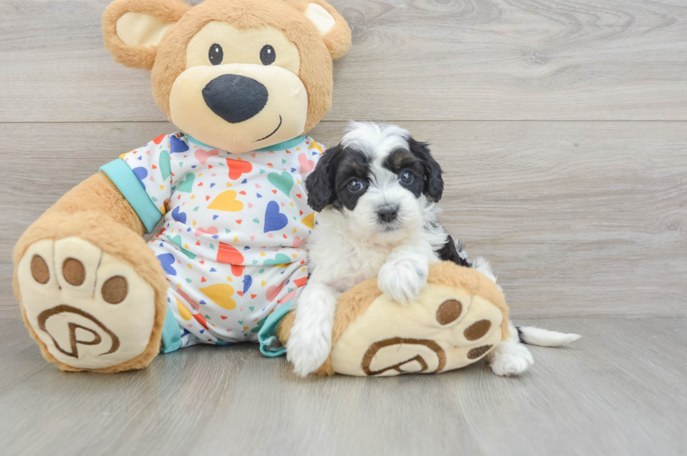 8 week old Cavapoo Puppy For Sale - Seaside Pups
