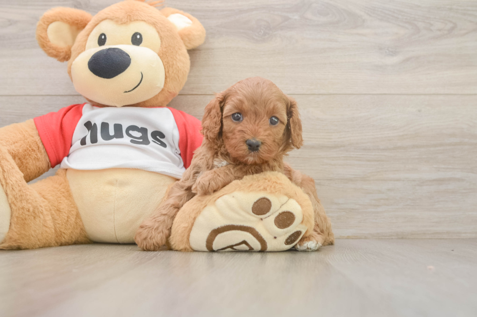 5 week old Cavapoo Puppy For Sale - Seaside Pups