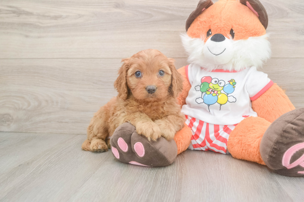 Small Cavapoo Baby