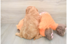 Friendly Cavapoo Baby