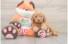 Popular Cavapoo Poodle Mix Pup