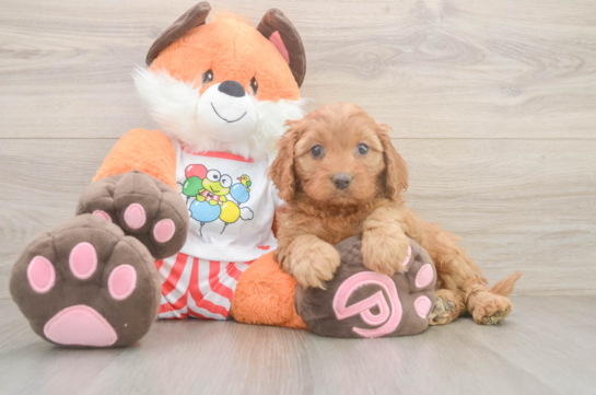 Popular Cavapoo Poodle Mix Pup