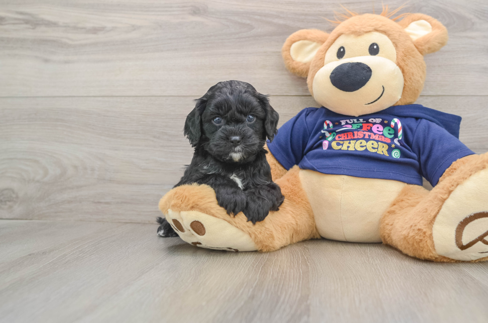 5 week old Cavapoo Puppy For Sale - Seaside Pups