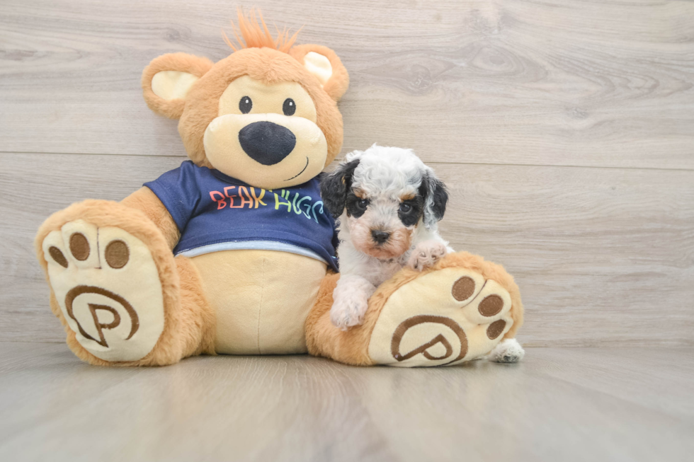 Little Cavipoo Poodle Mix Puppy