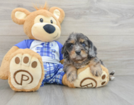 8 week old Cavapoo Puppy For Sale - Seaside Pups