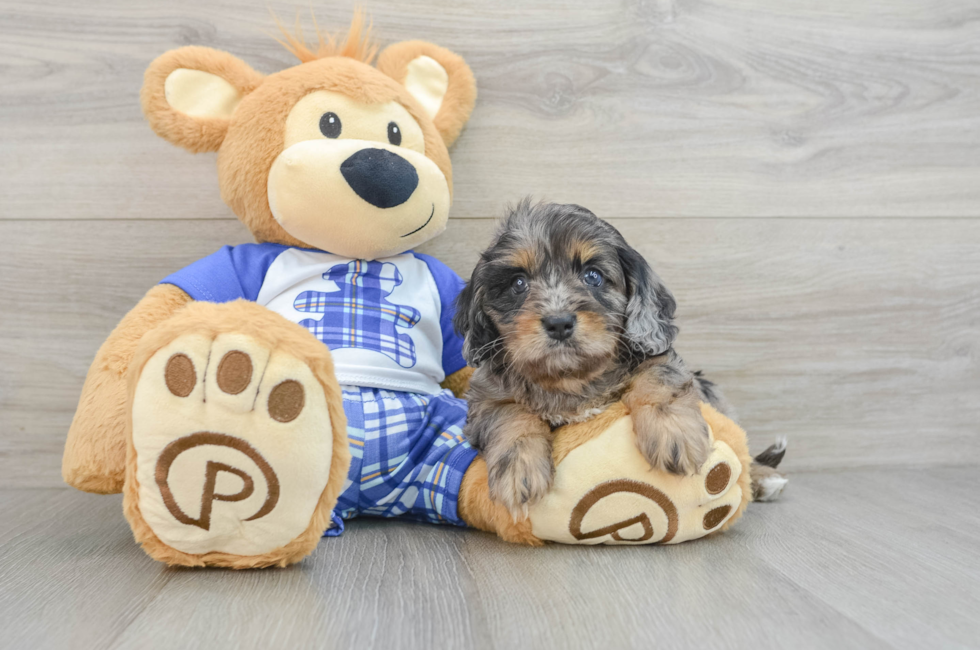 5 week old Cavapoo Puppy For Sale - Seaside Pups