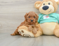 7 week old Cavapoo Puppy For Sale - Seaside Pups