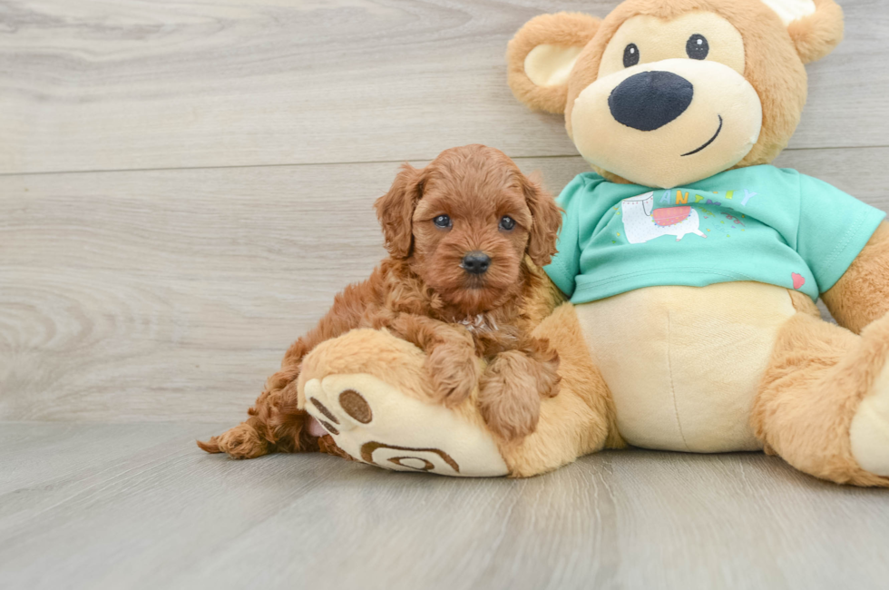 6 week old Cavapoo Puppy For Sale - Seaside Pups