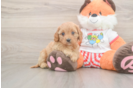 Best Cavapoo Baby