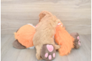 Petite Cavapoo Poodle Mix Pup