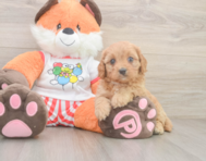 9 week old Cavapoo Puppy For Sale - Seaside Pups