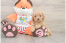 Petite Cavapoo Poodle Mix Pup