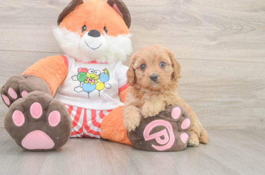 Petite Cavapoo Poodle Mix Pup