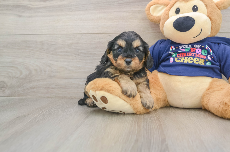 5 week old Cavapoo Puppy For Sale - Seaside Pups