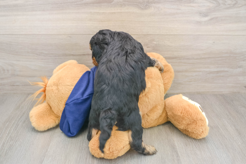 Cavapoo Pup Being Cute