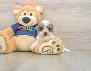 7 week old Cavapoo Puppy For Sale - Seaside Pups