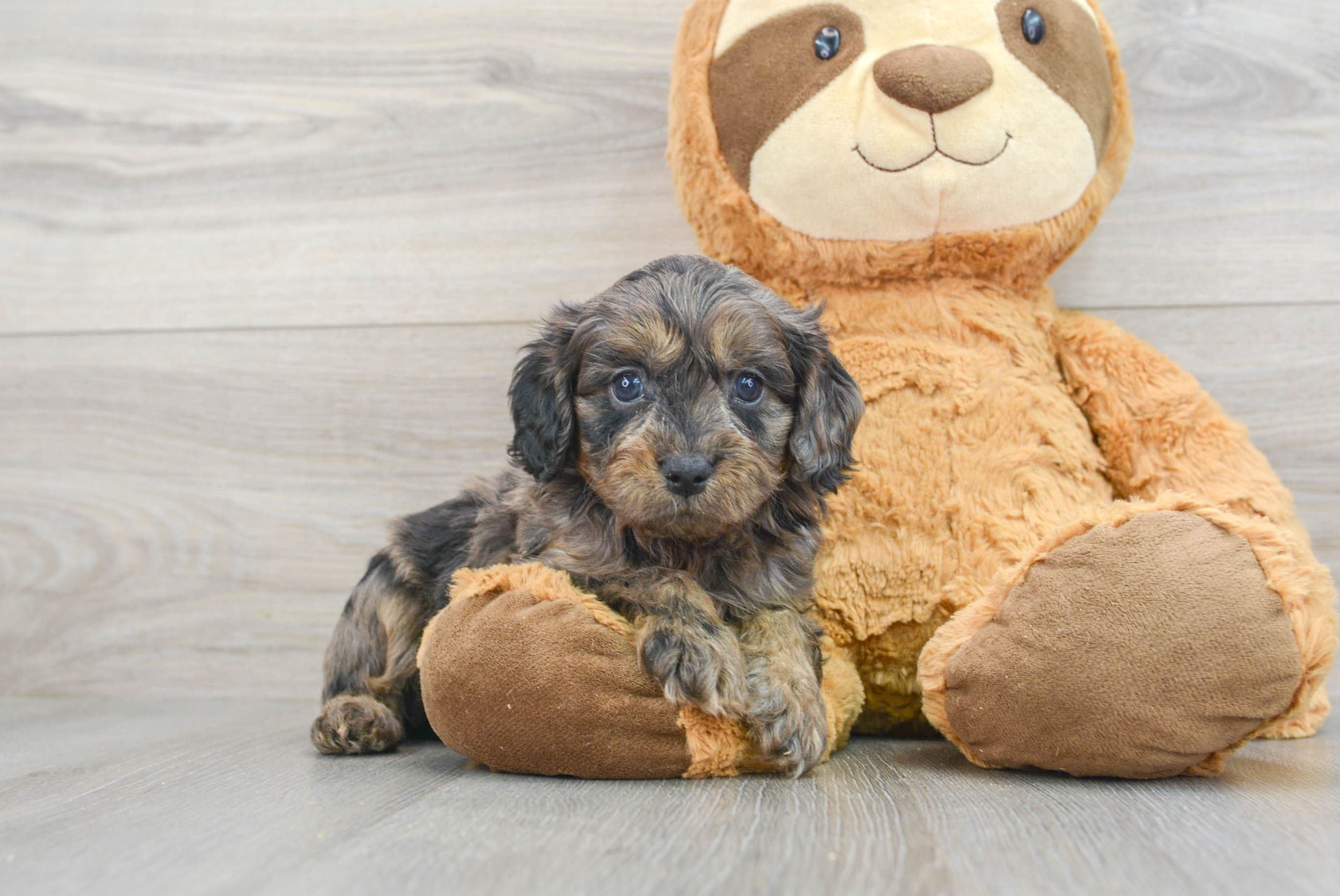 Cavapoo sales poodle mixes