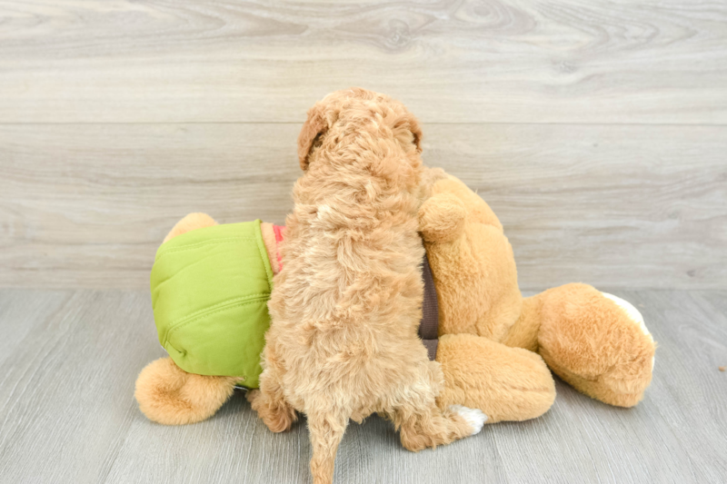 Meet Luke - our Cavapoo Puppy Photo 2/3 - Seaside Pups