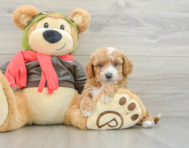 7 week old Cavapoo Puppy For Sale - Seaside Pups