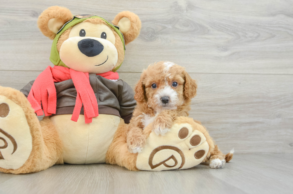 7 week old Cavapoo Puppy For Sale - Seaside Pups