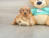 7 week old Cavapoo Puppy For Sale - Seaside Pups