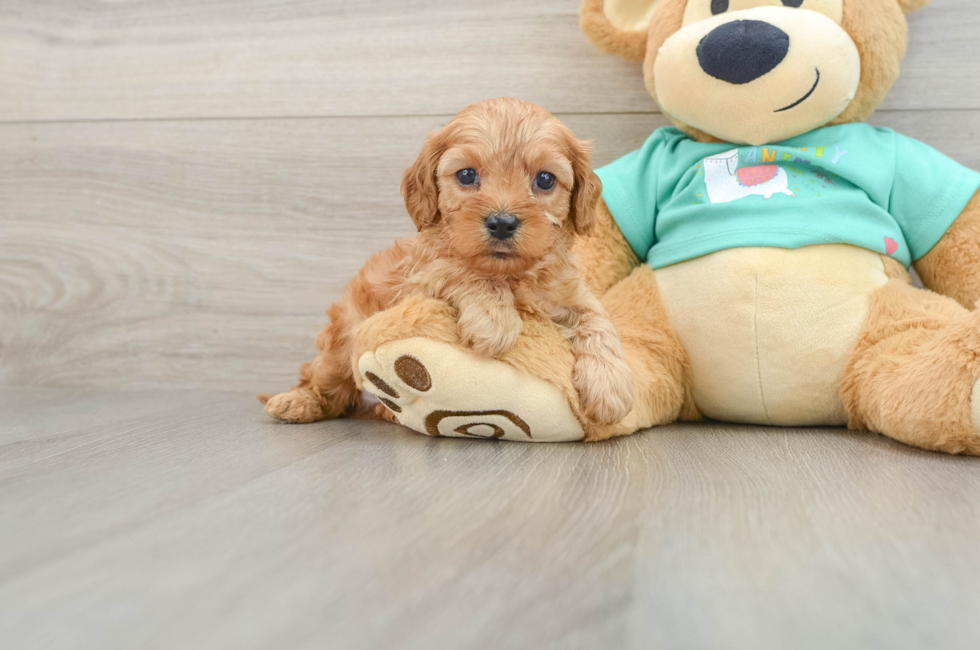 6 week old Cavapoo Puppy For Sale - Seaside Pups