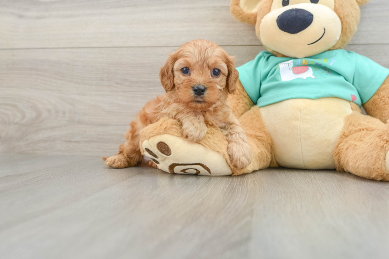 Meet Luke - our Cavapoo Puppy Photo 1/3 - Seaside Pups