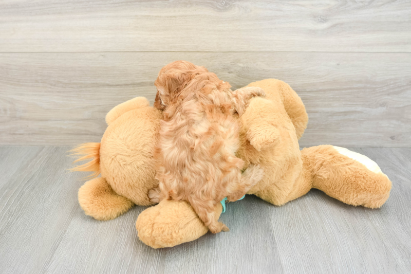 Meet Luke - our Cavapoo Puppy Photo 2/3 - Seaside Pups