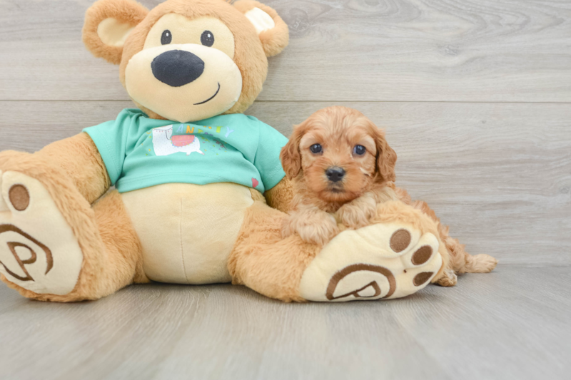 Meet Luke - our Cavapoo Puppy Photo 3/3 - Seaside Pups