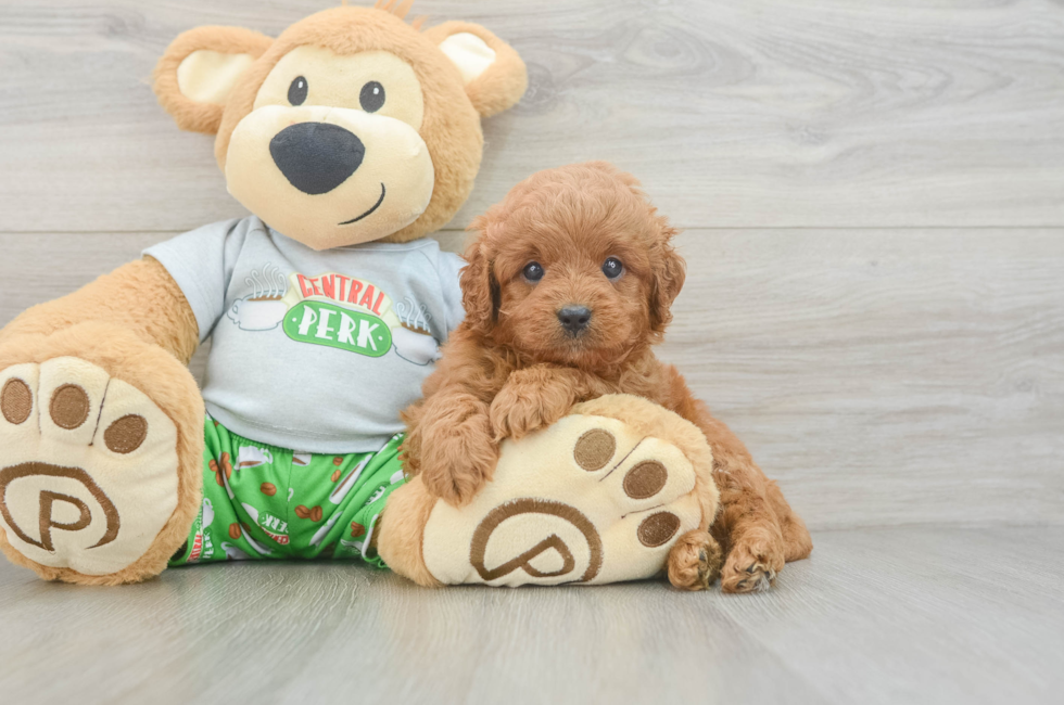 6 week old Cavapoo Puppy For Sale - Seaside Pups