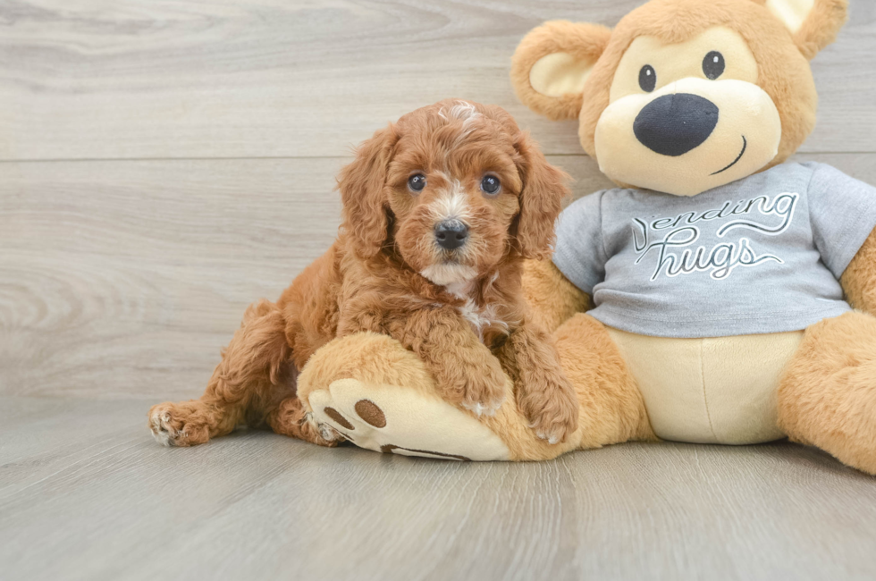 5 week old Cavapoo Puppy For Sale - Seaside Pups