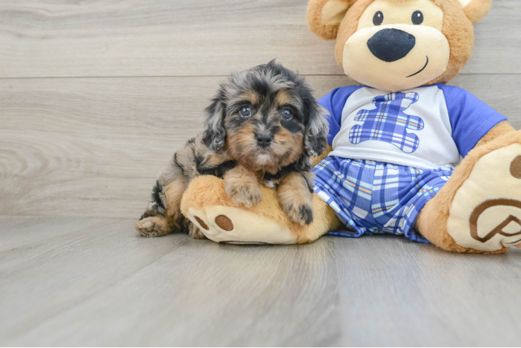 Cute Cavapoo Baby