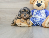 8 week old Cavapoo Puppy For Sale - Seaside Pups