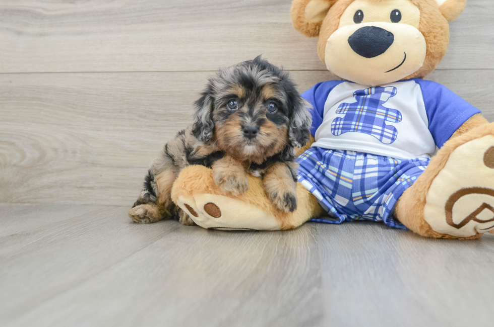 5 week old Cavapoo Puppy For Sale - Seaside Pups